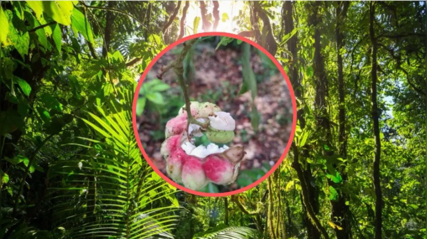 Este árbol nativo de Durango se ha utilizado en la reforestación de zonas urbanas. Foto: Especial.