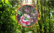 El árbol nativo de Durango cuyo fruto poco conocido es comestible y de sabor agridulce