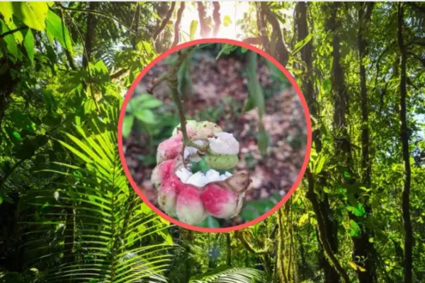 El árbol nativo de Durango cuyo fruto poco conocido es comestible y de sabor agridulce