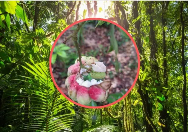 El árbol nativo de Durango cuyo fruto poco conocido es comestible y de sabor agridulce