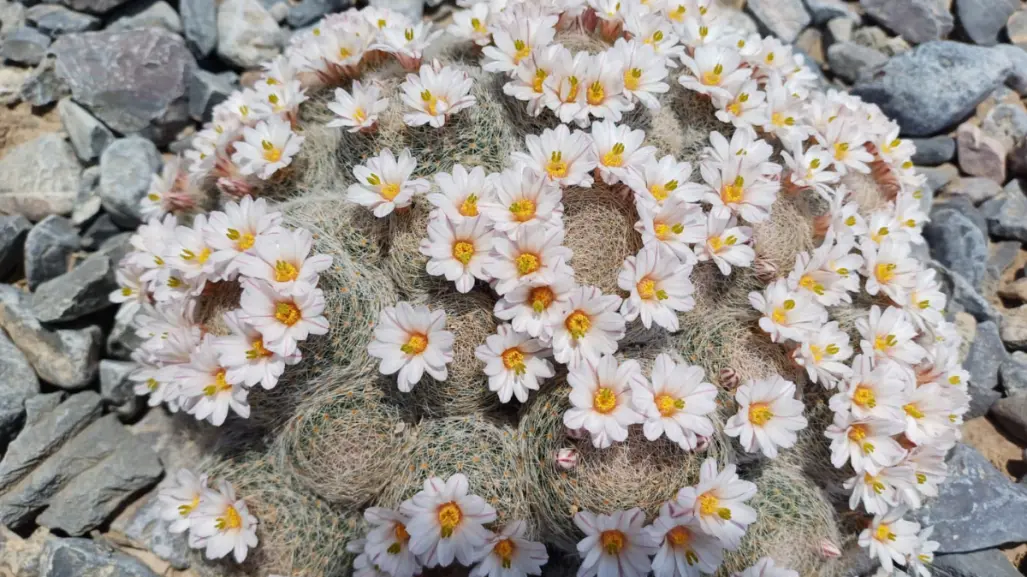 Este es el único municipio de Coahuila que tiene un jardín etnobotánico, ¿qué es?