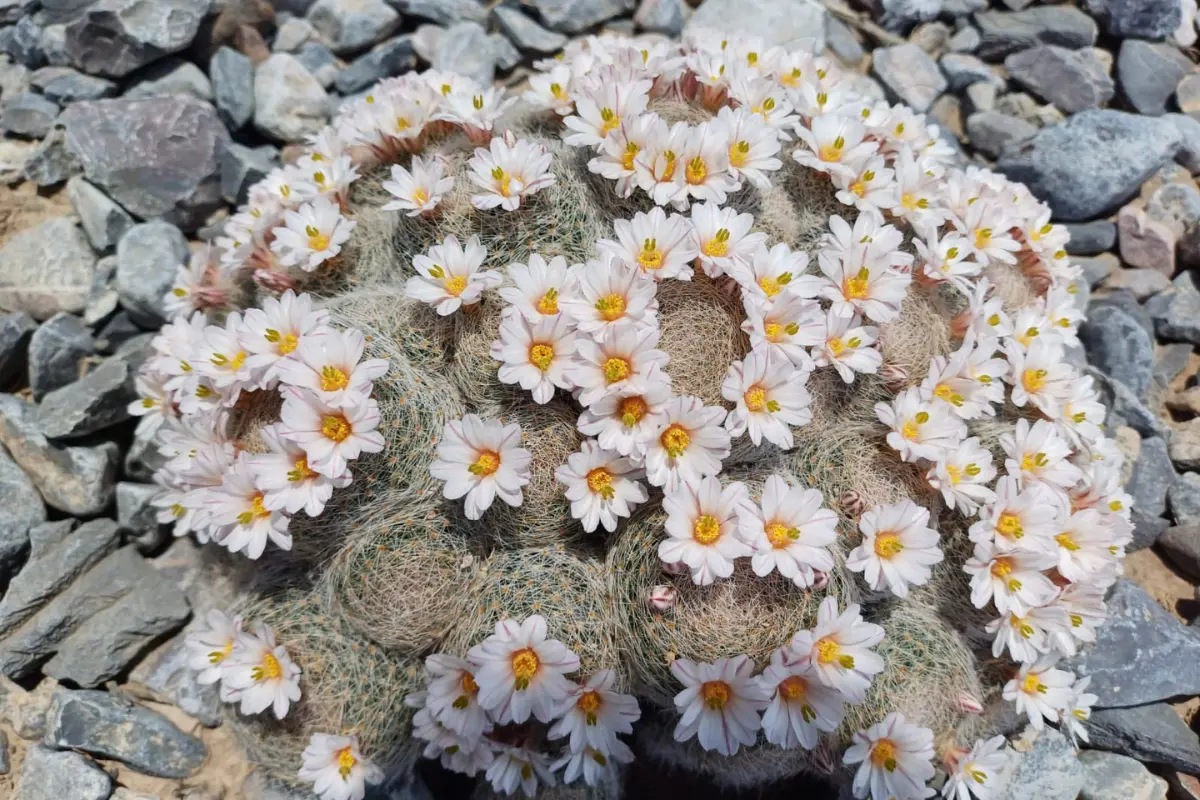 El jardín etnobotánico está orientado no solo a la conservación de especies vegetales, sino también al rescate y difusión del conocimiento ancestral sobre el uso de plantas, especialmente por parte de comunidades rurales./Foto: FB Cije UAdeC