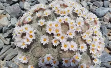 Este es el único municipio de Coahuila que tiene un jardín etnobotánico, ¿qué es?