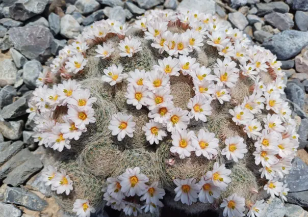 Este es el único municipio de Coahuila que tiene un jardín etnobotánico, ¿qué es?