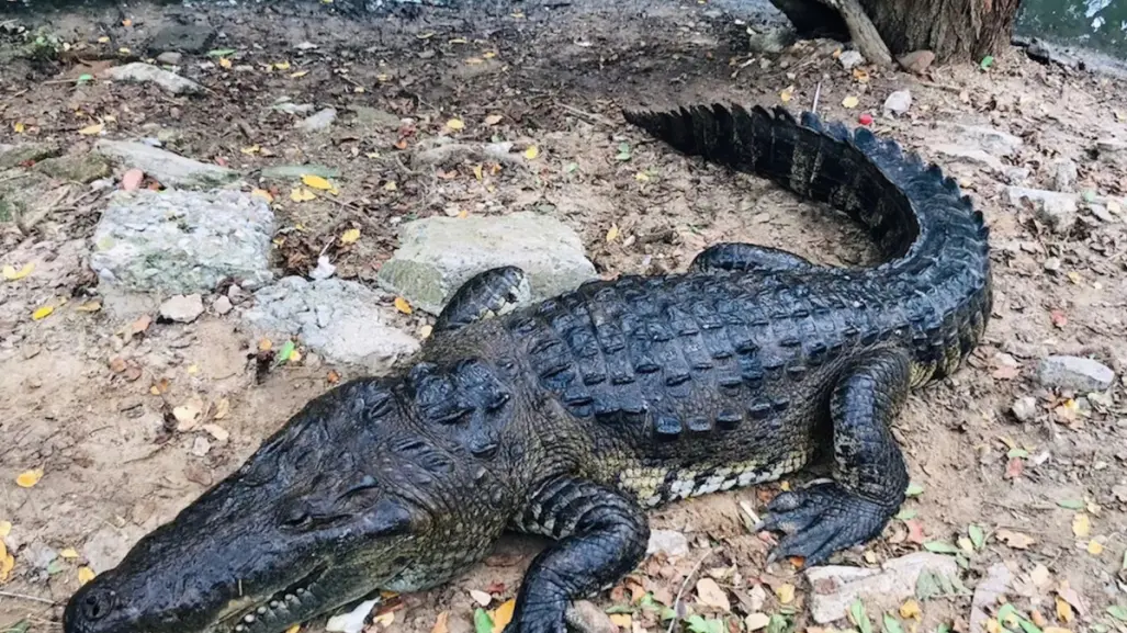 Van 145 cocodrilos capturados en Ciudad Madero