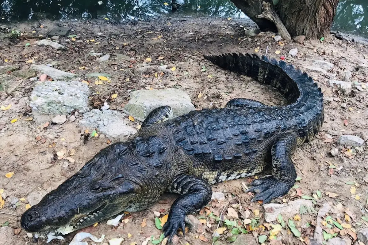 La presencia de cocodrilos en zonas urbanas de Ciudad Madero, Tamaulipas, se ha convertido en una situación alarmante, particularmente en los sectores ubicados al norte del municipio. Foto: PROFEPA