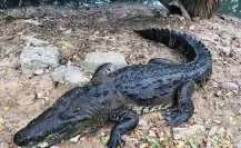 Van 145 cocodrilos capturados en Ciudad Madero