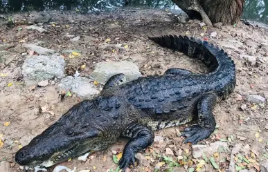 Van 145 cocodrilos capturados en Ciudad Madero