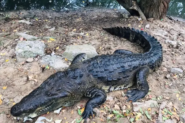 Van 145 cocodrilos capturados en Ciudad Madero