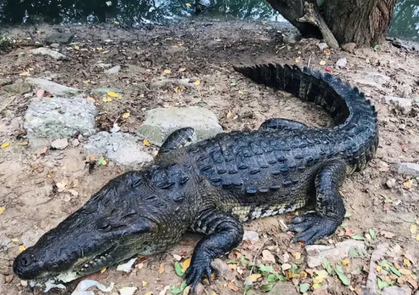 Van 145 cocodrilos capturados en Ciudad Madero