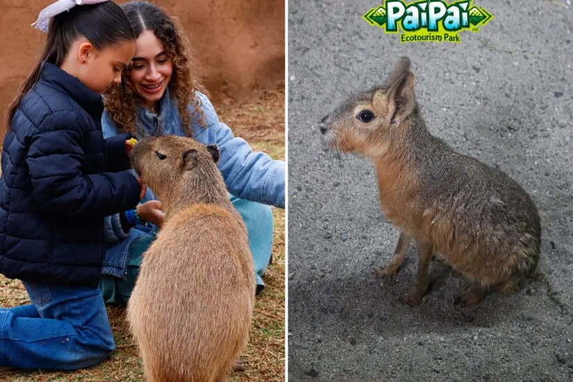 Foto: PaiPai Ensenada México / Facebook