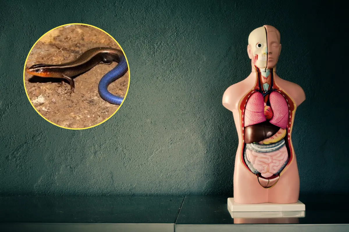 El relato más conocido narra cómo una mujer comenzó a experimentar una inflamación abdominal inexplicable./Foto: Canva/ YB Cuarto de Reptiles