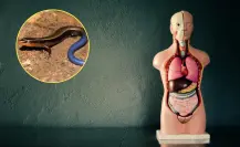 Animal nativo de Coahuila, este podría vivir dentro de tu cuerpo