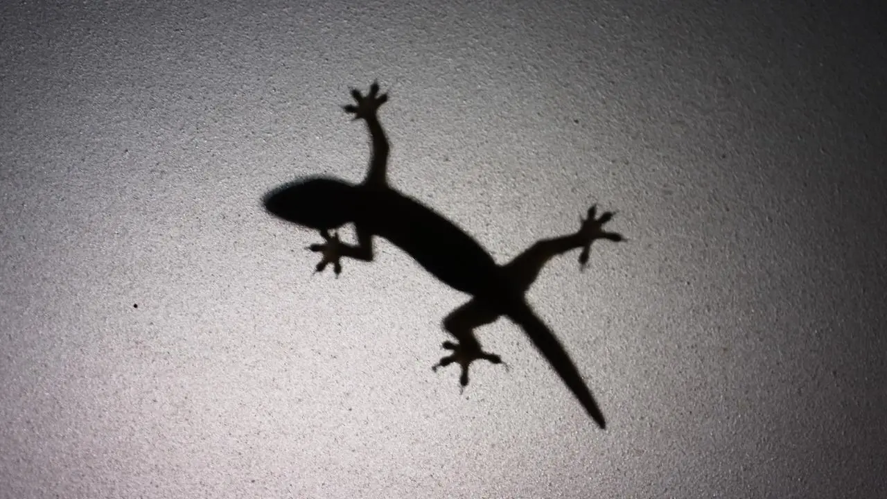 Este animal nativo del Edomex tiene una cola azul que puede soltar para sobrevivir. Foto: Canva / Anfibios y Reptiles de Querétaro