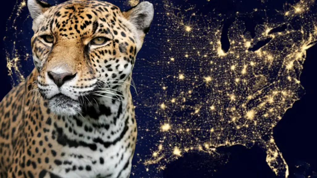 Este felino nativo de Tamaulipas es el más grande de América