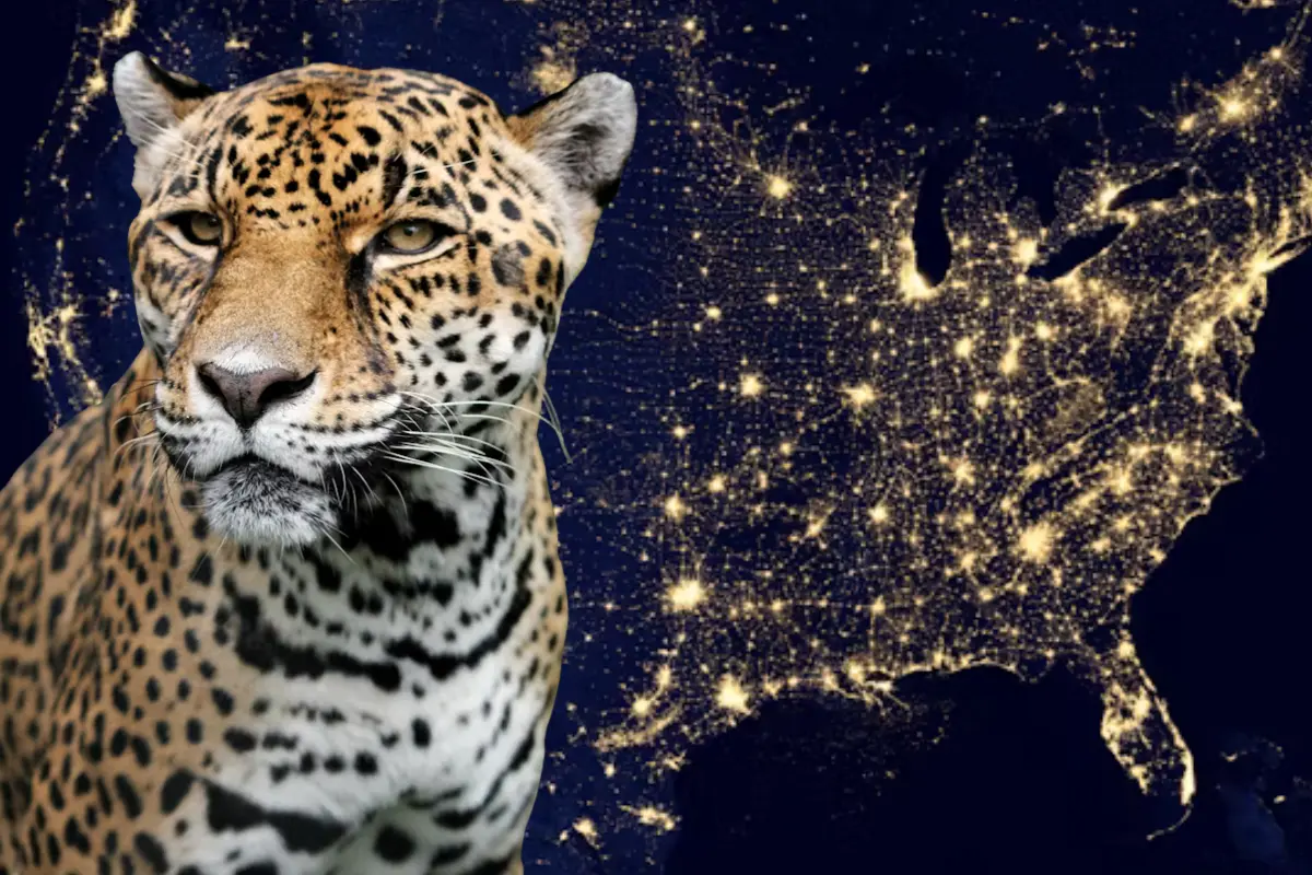 Conoce la relevancia del jaguar en los ecosistemas de Tamaulipas y los desafíos que enfrenta. ¡Aprende sobre la concientización necesaria para su conservación!