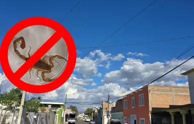 Mantén al alacrán de Durango fuera de casa por menos de 100 pesos con este utensilio
