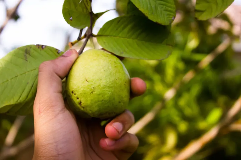 La guayaba ayuda a prevenir algunos tipos de cáncer | Foto: Freepik