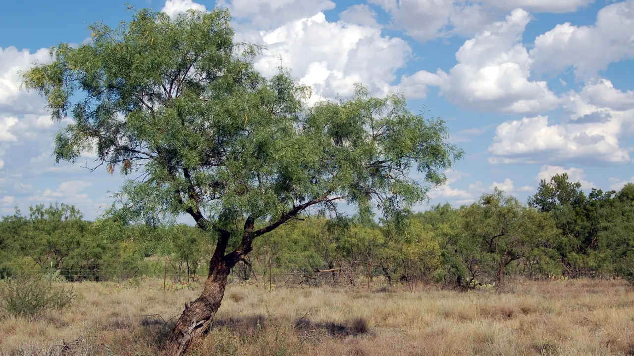 Este árbol de Durango está presente en prácticamente todo el territorio estatal. Foto: Canva