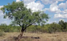 El árbol nativo de Durango que es fácil de encontrar en sus llanuras, valles y desiertos