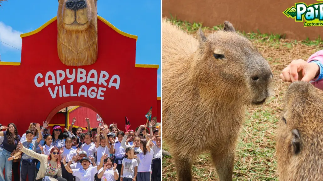 Ensenada tiene un parque con capibaras y puedes convivir con ellas en Pai Pai