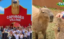 Ensenada tiene un parque con capibaras y puedes convivir con ellas en Pai Pai
