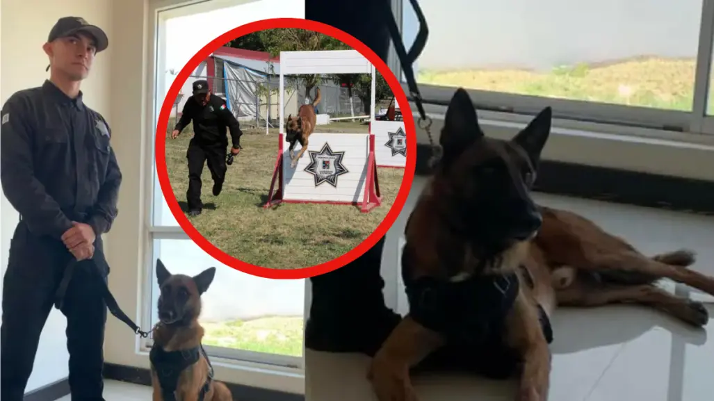La vida de un perrito policía en Tamaulipas: rutina y entrenamiento