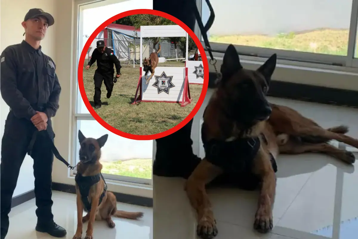 Conoce la rutina y entrenamiento del perrito policía en Tamaulipas, parte vital de la guardia estatalFotos: POSTA Tamaulipas