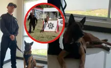 La vida de un perrito policía en Tamaulipas: rutina y entrenamiento
