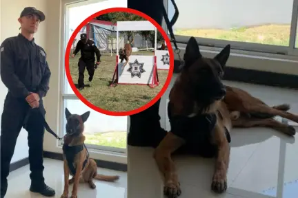 La vida de un perrito policía en Tamaulipas: rutina y entrenamiento La vida de un perrito policía en Tamaulipas: rutina y entrenamiento