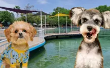 Este es el parque Pet Friendly de Victoria con espacios de descanso para ti y tus mascotas
