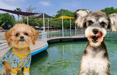 Este es el parque Pet Friendly de Victoria con espacios de descanso para ti y tus mascotas