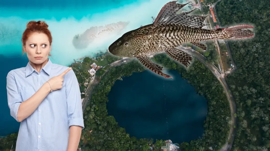 Alerta en Bacalar: ¿qué tan peligrosa es la presencia del pez diablo en el Cenote Negro?