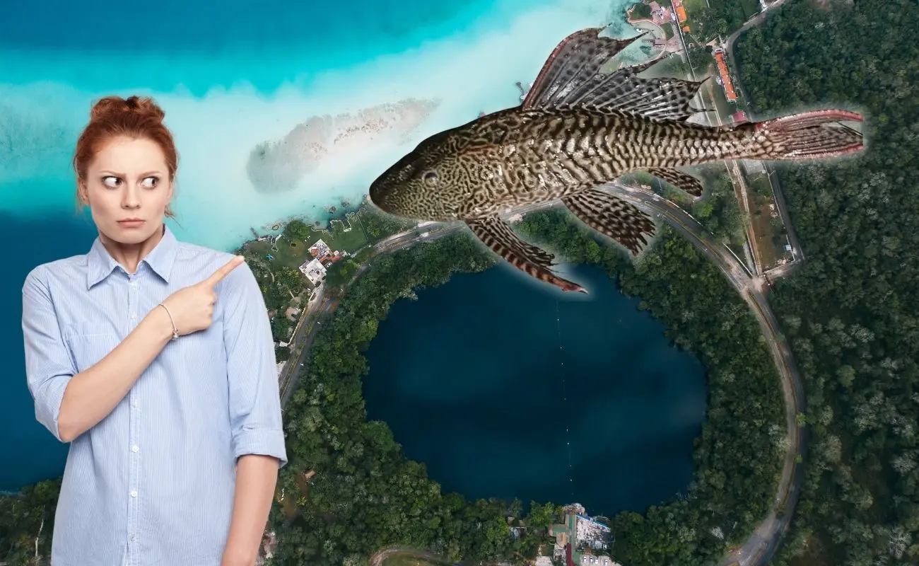 ¿Qué es el pez diablo y por qué preocupa su presencia en Bacalar? Foto: Canva | Redes sociales
