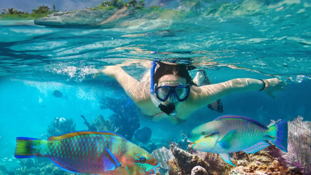 El pez nativo más colorido de BCS que puedes ver este verano haciendo snorkel