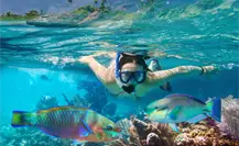 El pez nativo más colorido de BCS que puedes ver este verano haciendo snorkel El pez nativo más colorido de BCS que puedes ver este verano haciendo snorkel