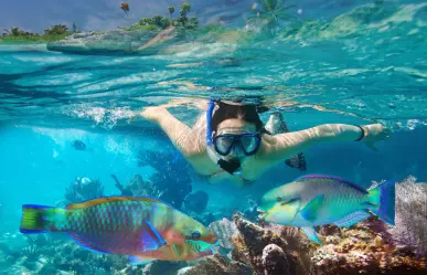 El pez nativo más colorido de BCS que puedes ver este verano haciendo snorkel