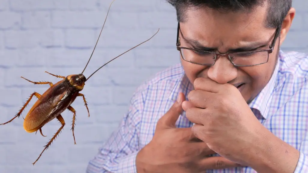 ¿Plaga en CDMX? No aplastes cucarachas, te pueden enfermar