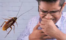 ¿Plaga en CDMX? No aplastes cucarachas, te pueden enfermar
