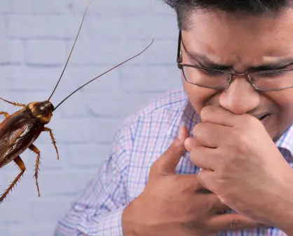 ¿Plaga en CDMX? No aplastes cucarachas, te pueden enfermar