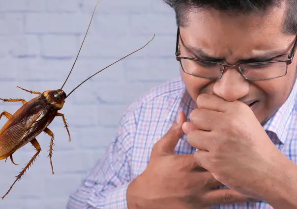 ¿Plaga en CDMX? No aplastes cucarachas, te pueden enfermar