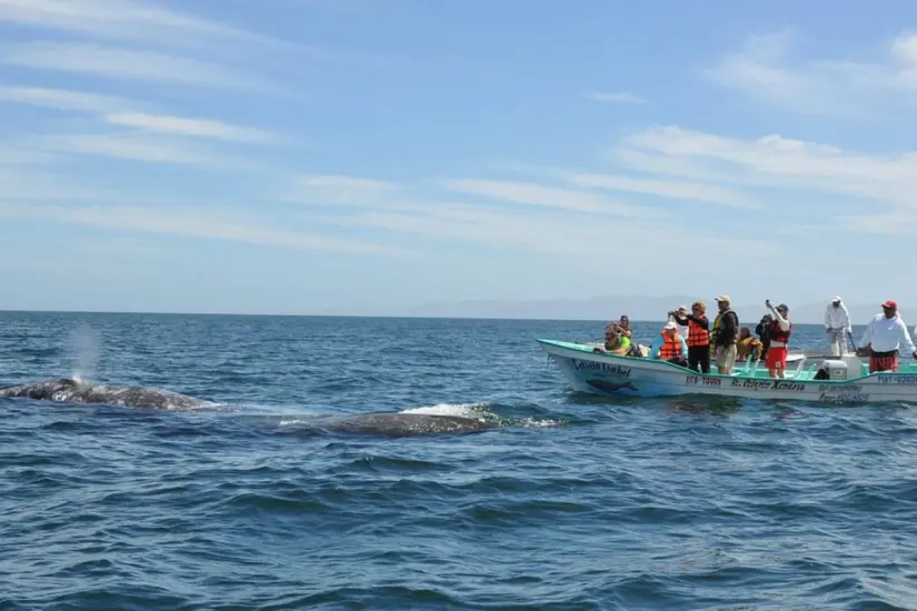 Bahía Magdalena es uno de los principales santuarios de ballena gris en México. Foto: PanterraEdu / TripAdvisor