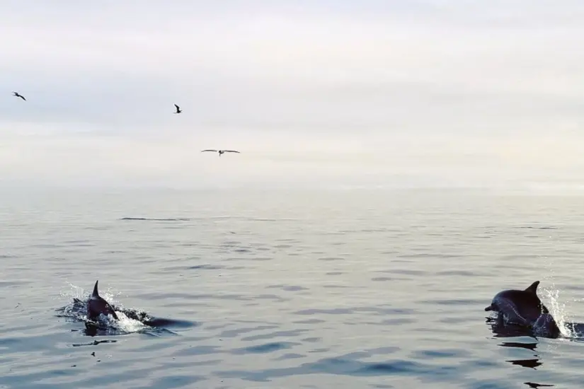 Durante el recorrido es posible observar ballenas grises, jorobadas, delfines y lobos marinos. Foto: Rachel P / TripAdvisor