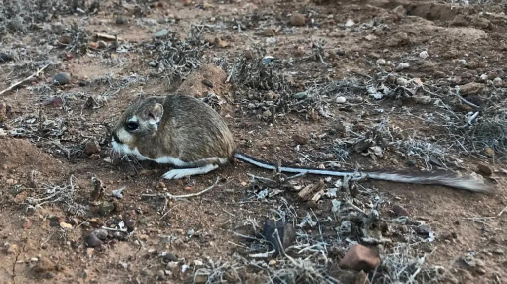 El animal nativo de Edomex que apenas mide 30 centímetros y salta como un canguro