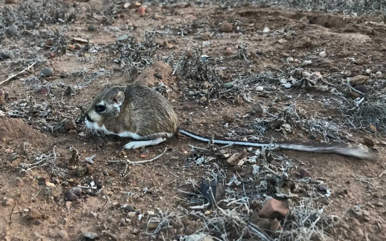 Rata canguro en su hábitat natural. Foto: Gobierno de México (Canva)