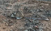 El animal nativo de Edomex que apenas mide 30 centímetros y salta como un canguro
