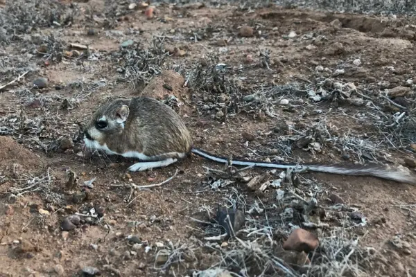El animal nativo de Edomex que apenas mide 30 centímetros y salta como un canguro
