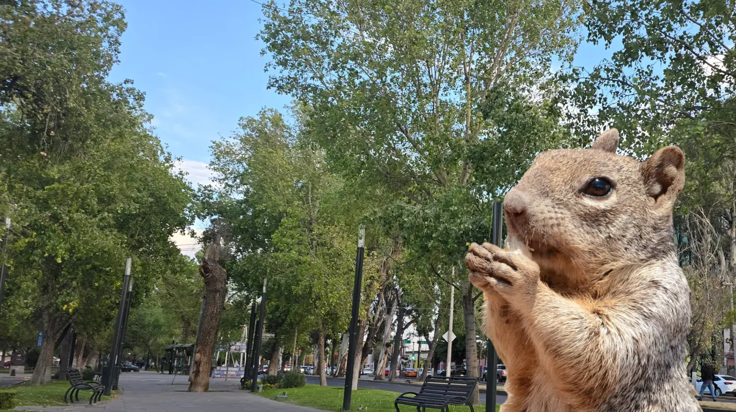 Foto: Gerardo Lares/ Pixabay | Este animal es nativo de Durango, familiar de la ardilla pero con unas costumbres distintas.