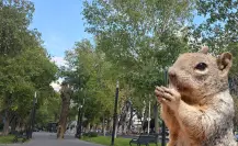 El animal nativo de Durango que es primo de la ardilla pero con costumbres distintas