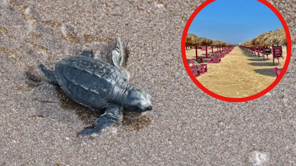 Así puedes asistir a la liberación de tortugas Lora en Playa Miramar
